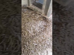 पैकिंग मशीन के साथ चावल की भूसी वर्टिकल पेलेट मिल 5 टन/एच बायोमास रिंग डाई पेलेट मशीन